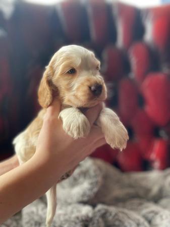 Image 2 of Stunning KC & DNA clear Show Cocker Spaniels Puppies