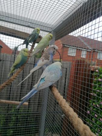 Image 1 of Loads of budgies, young and older birds.