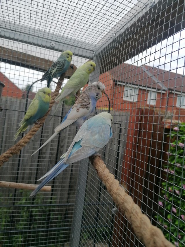 Preview of the first image of Loads of budgies, young and older birds..