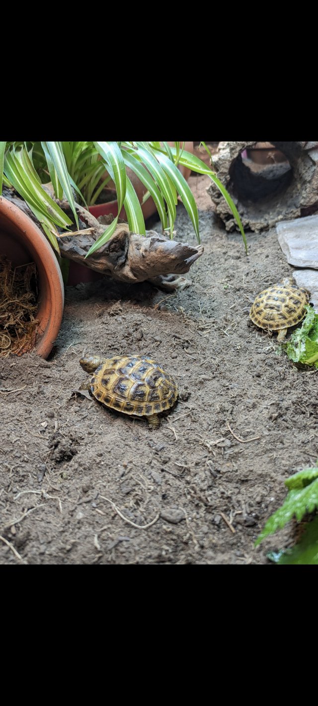 Preview of the first image of Baby horsfield tortoises.