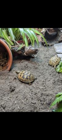 Image 1 of Baby horsfield tortoises