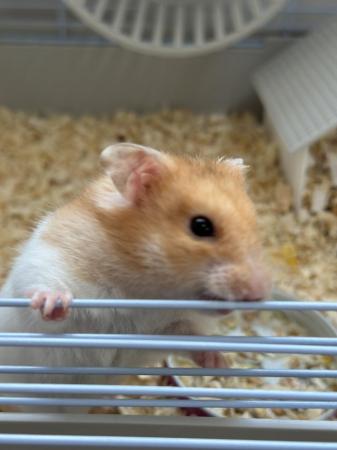 Image 3 of Syrian Hamster with cage and accessories
