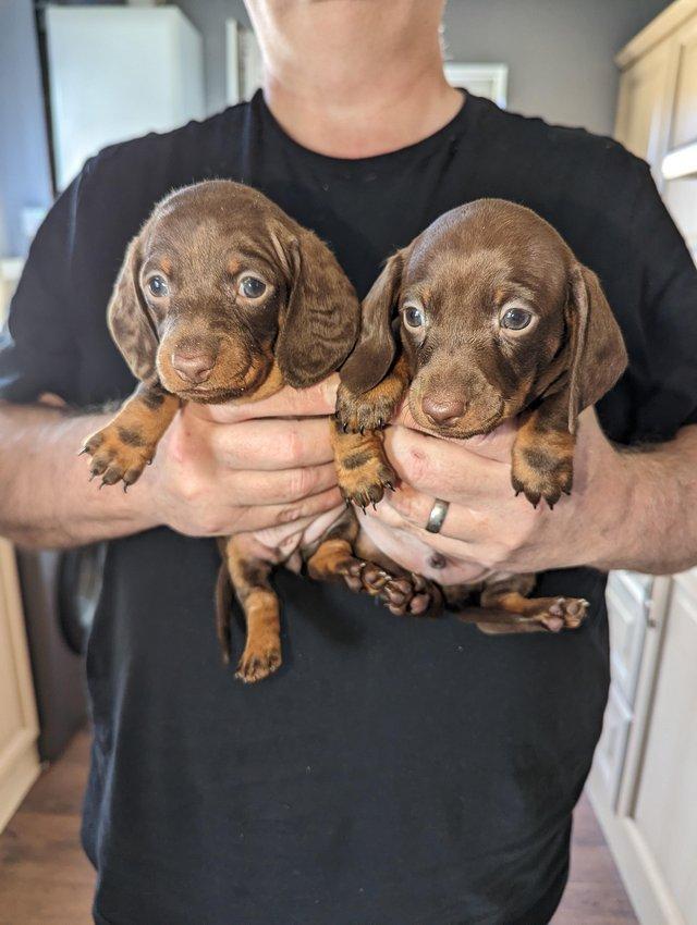 Preview of the first image of 2  smooth haired miniature dachshunds left, ready now.