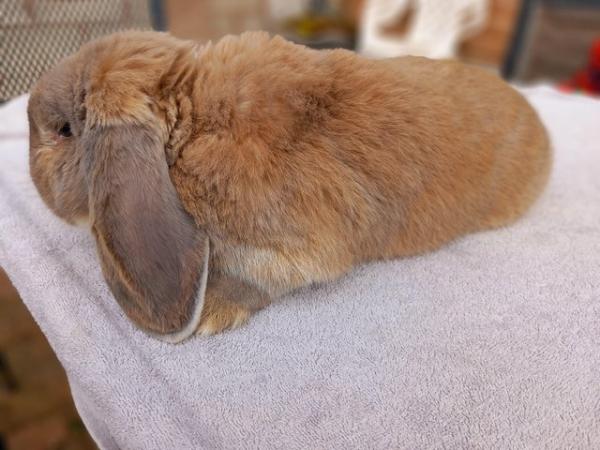Image 2 of Beautiful male french lop