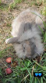 Image 5 of Lionhead with mini lop, 9 weeks old beautiful friendly baby