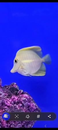 Image 3 of Yellow Tang Marine Fish