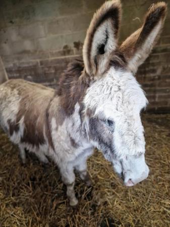 Image 2 of Apple Jack donkey available for stud 11.1hh
