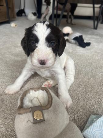 Image 4 of Springer / cockerpoo puppies for sale TWO BOY’S REMAINING