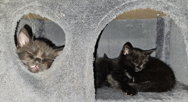 Image 5 of 4 Female Kittens For Sale