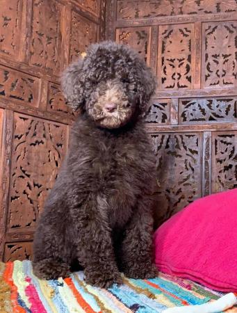 Image 11 of Standard Poodle Puppies ready now