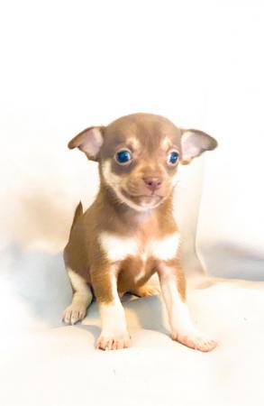 Image 6 of Adorable Kennel Club Registered Chihuahua Puppies