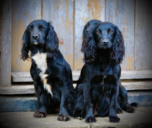 Image 13 of working cocker spaniel puppies for sale KCreg