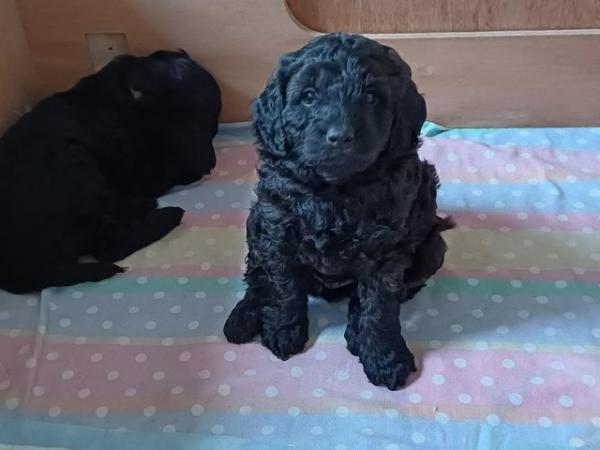 Image 8 of For Sale Labradoodle puppies