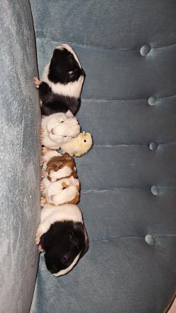 Image 3 of 5 baby Male/ Female Guinea Pigs for sale
