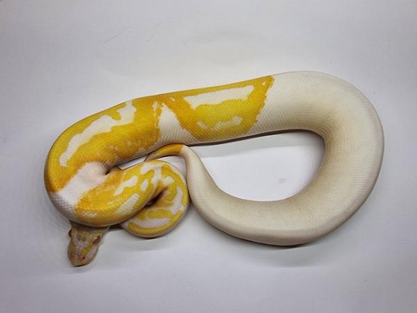 Image 1 of Albino pied royal / ball python female
