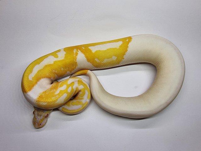Preview of the first image of Albino pied royal / ball python female.