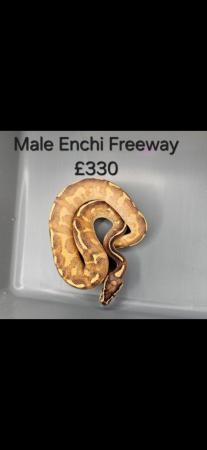 Image 2 of Male Enchi Freeway Ball python