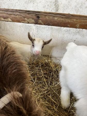 Image 3 of 2x male Pygmy goat kids