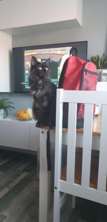 Image 4 of Maine Coon adult female for sale