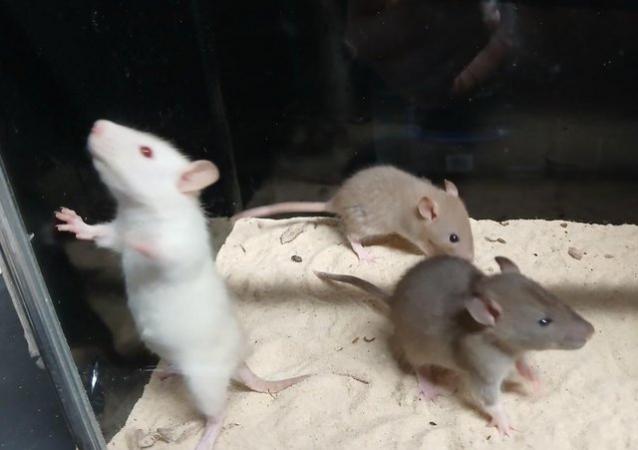 Image 25 of Baby Dumbo and Straight eared Rats
