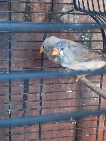 Image 3 of Zebra finches for sale ready!!!