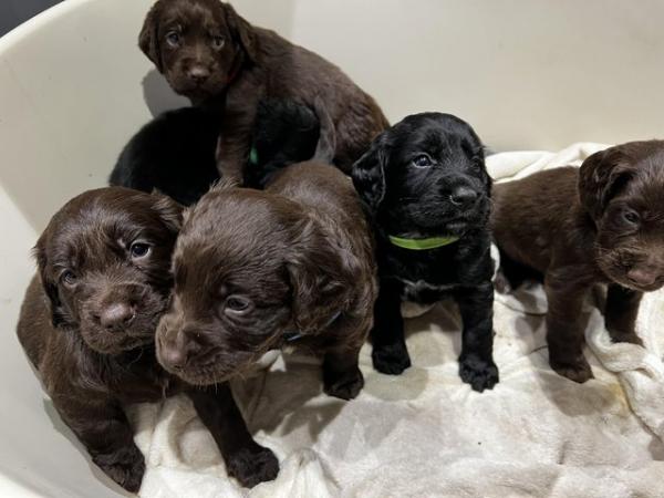 Image 5 of Retriever spaniel mix puppies available from 9 weeks