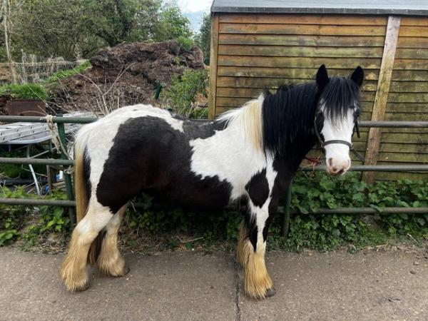 Image 3 of 12hh youngster cob for sale