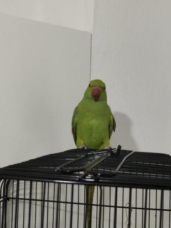 Image 2 of Indian Ringneck green colour