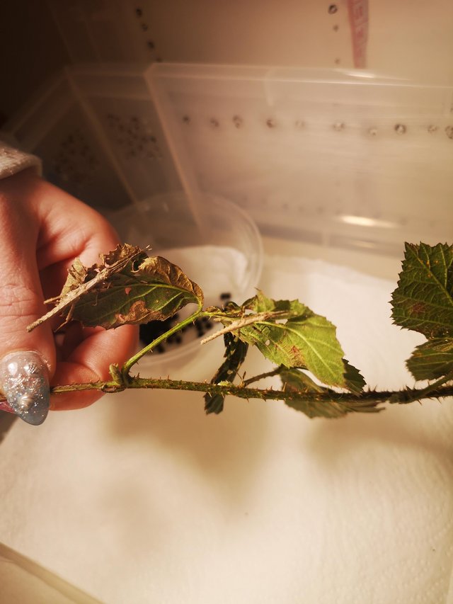 Preview of the first image of Baby Sungaya (sunny) stick insects free.