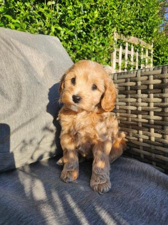 Image 21 of GORGEOUS COCKAPOO PUPPIES FOR SALE