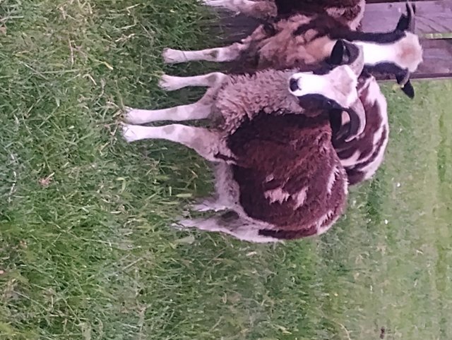 Preview of the first image of Pedigree Jacobs Ram lambs.