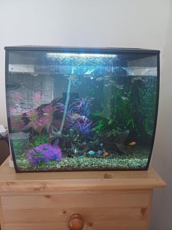 Image 2 of Small tropical fish tank full set up