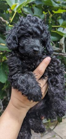 Image 6 of Last cockapoo girl looking for her  forever homes