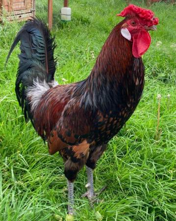 Image 2 of Very rare breed old English Pheasant Fowl cockerel 7 months