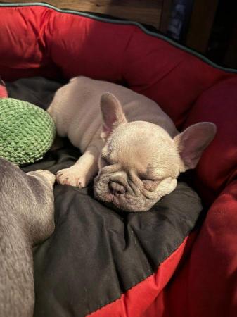Image 6 of Cute kc french bulldogs ready to leave