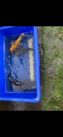 Image 3 of Koi fish all ages and sizes. Also all my equipment.