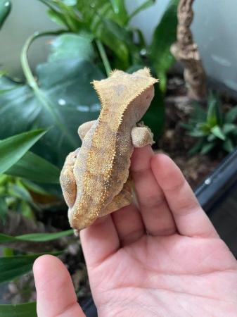 Image 3 of Beautiful male year old crested gecko
