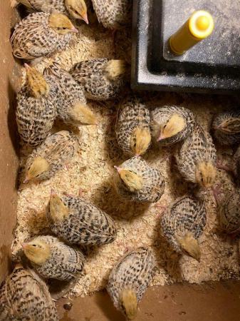 Image 5 of MIXED OF TEXAS A&M AND JUMBO JAPANESE QUAIL HATCHING EGGS