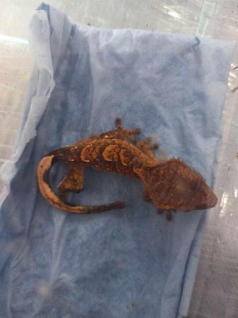 Image 1 of 8 month Baby Crested Gecko's for sale