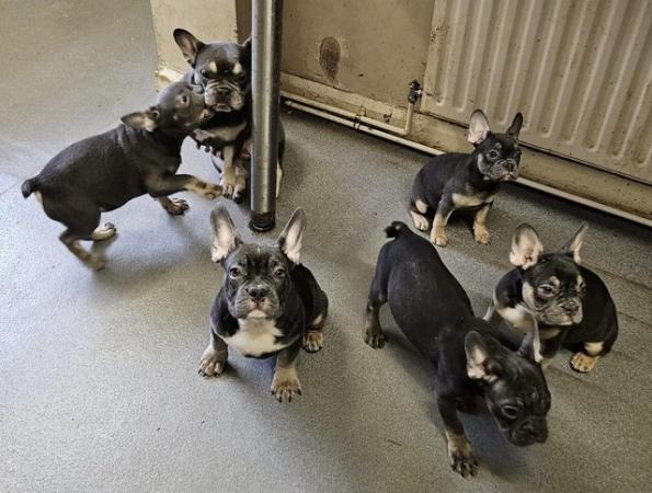 Image 2 of KC registered French Bulldog Puppies