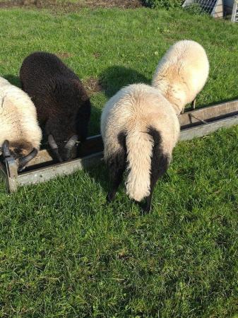 Image 2 of Badger face shearling rams for sale