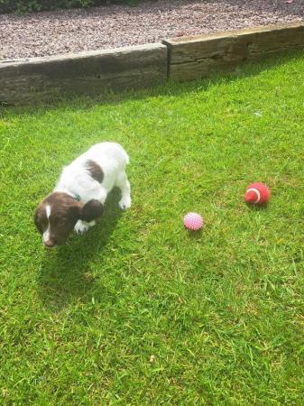 Image 2 of sprocker for sale from loving home