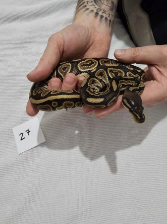 Image 5 of Selection of ball pythons. Juvenile, subadult and adult