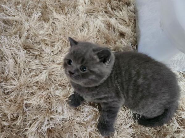 Image 12 of Pure British Short Hair Kittens