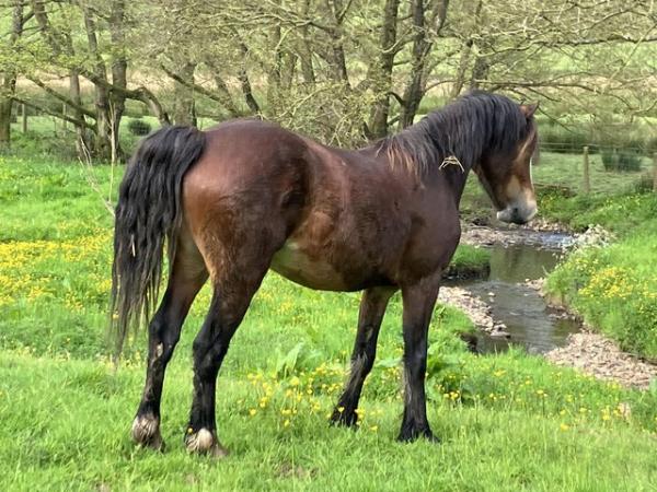 Image 1 of Eye catching 2 year old Welsh gelding to make 14.1hh approx