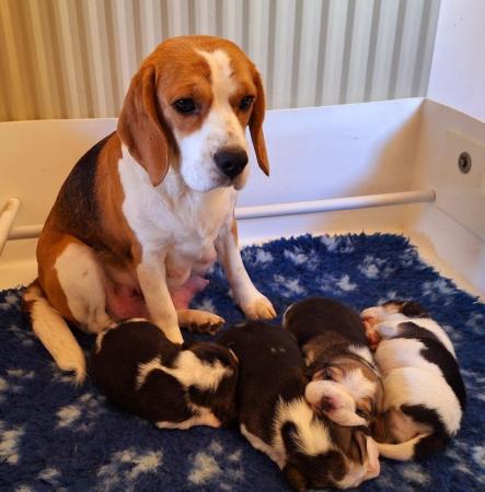 Image 3 of 2 BEAUTIFUL (KC REGISTERED) BEAGLE PUPPIES