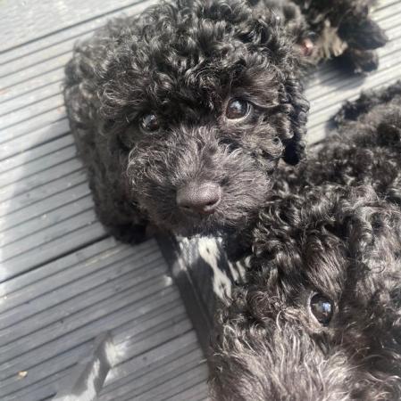 Image 10 of Beautiful cavapoo puppies from DNA tested parents
