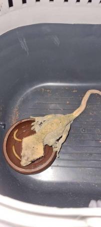 Image 2 of 2 Crested Geckos with One full set up