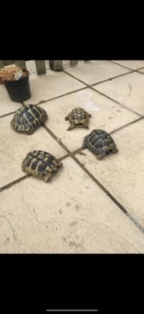 Image 5 of Hermanns Tortoises - Breeding Adults (3 females and 1 male)