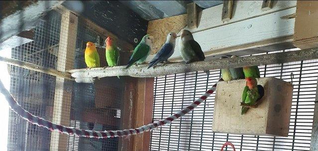 Image 4 of Baby Lovebirds available Peach face mutilation DNA proof